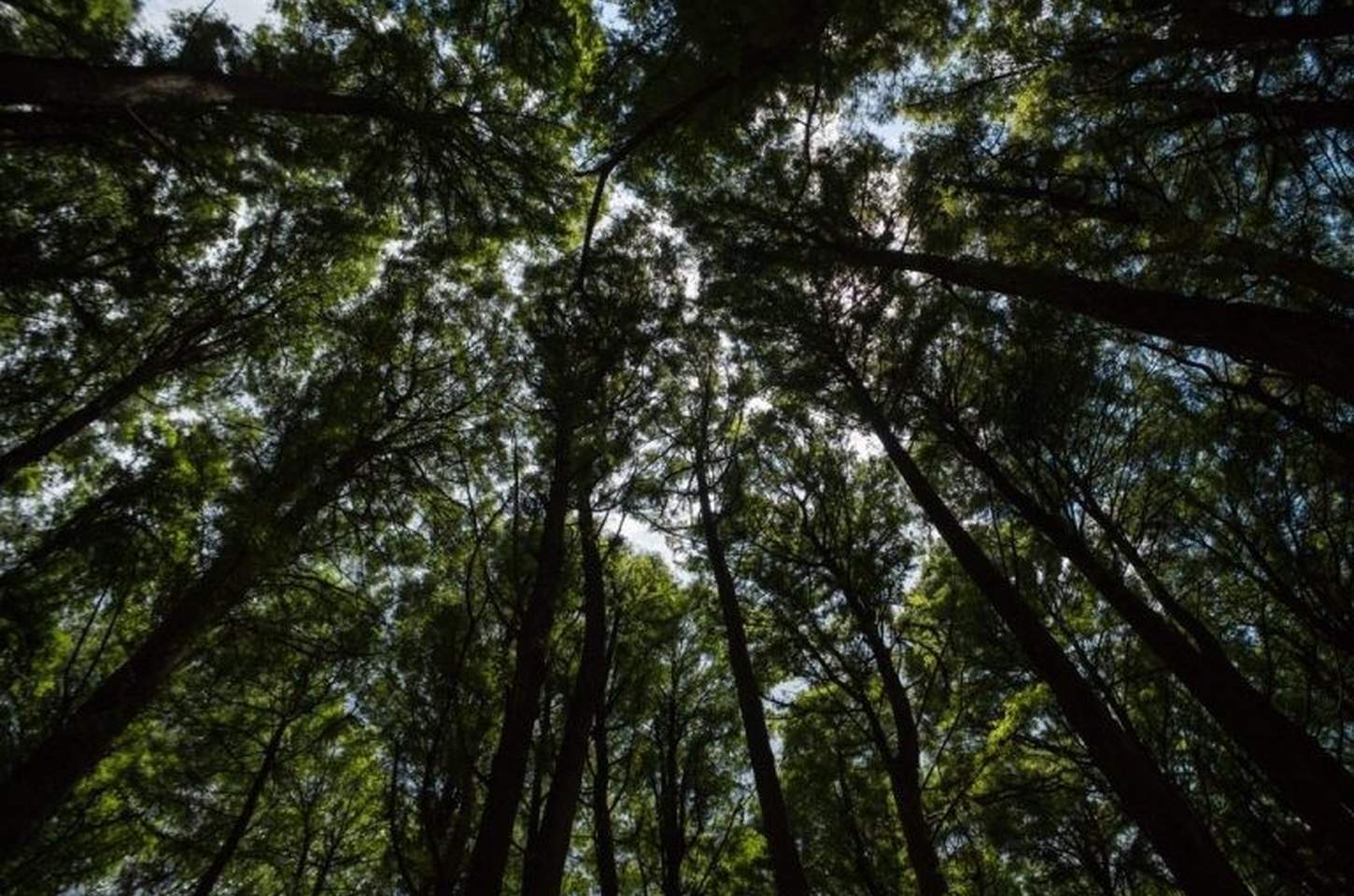 Acordo SP + Verde já recupera 500 hectares e arrecada R$ 2 milhões