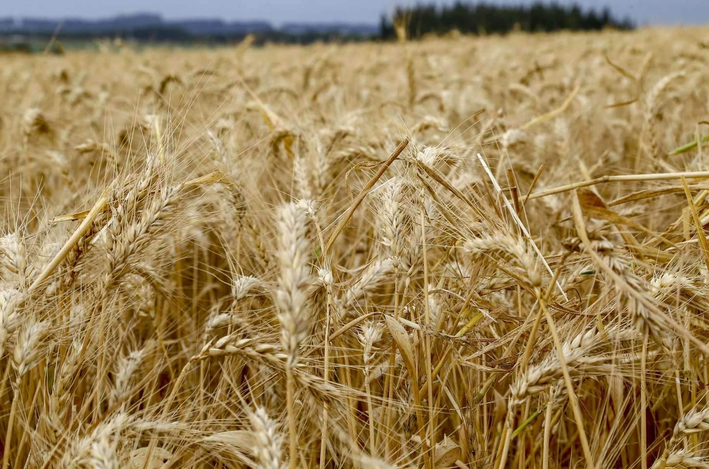 Agro paranaense deve superar R$ 200 bilhões em 2025, com recorde histórico