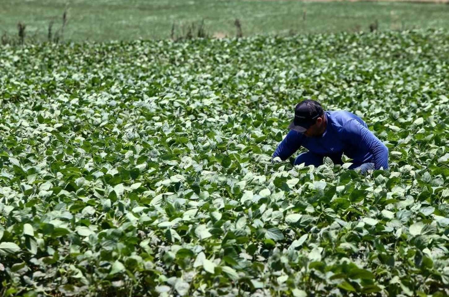 Agro paulista brilha na Agrishow 2025 com liderança em sucos e cana-de-açúcar