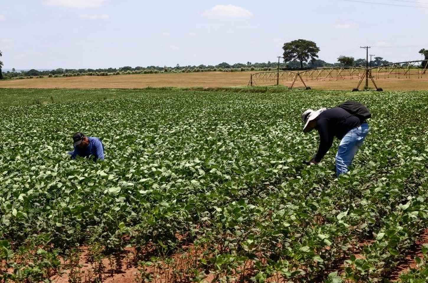 Agronegócio paulista mantém força em 2025 com superávit de US$ 23 bilhões