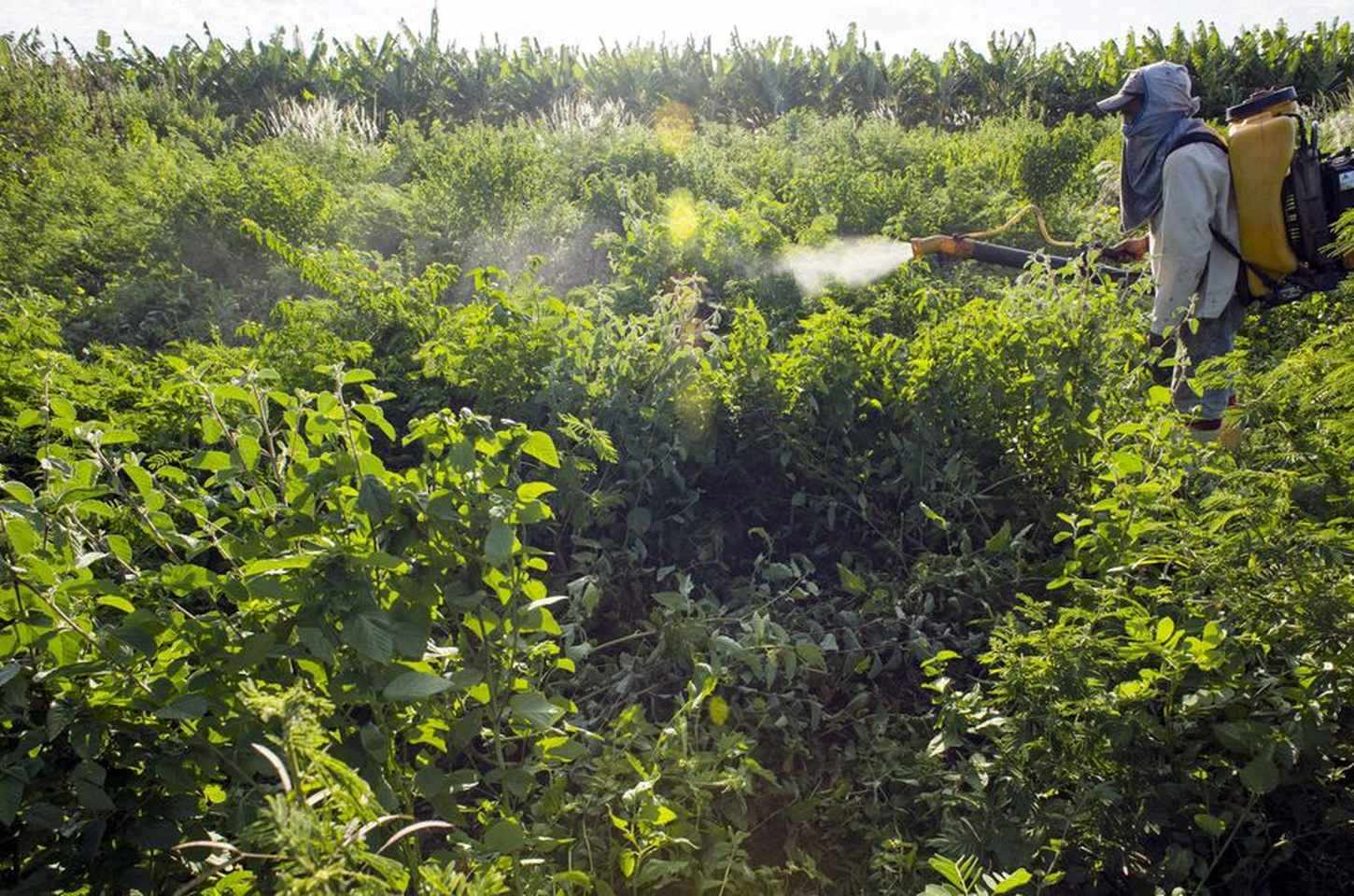 Agrotóxicos: contaminações batem recorde e movimentos reforçam críticas