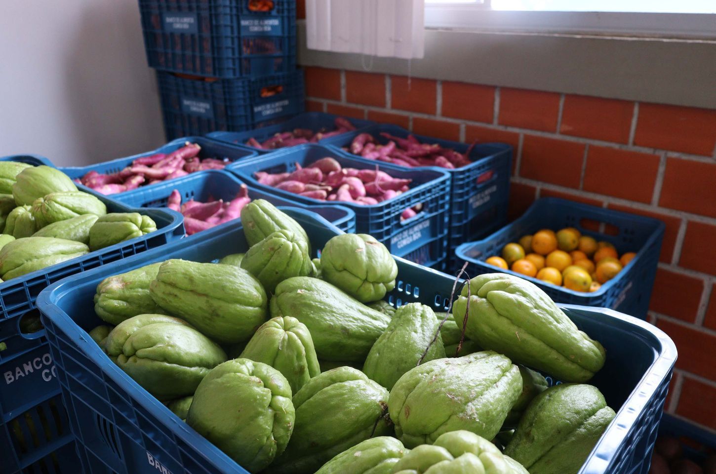 Alimentos feios não são estragados: mito da perfeição aumenta desperdício