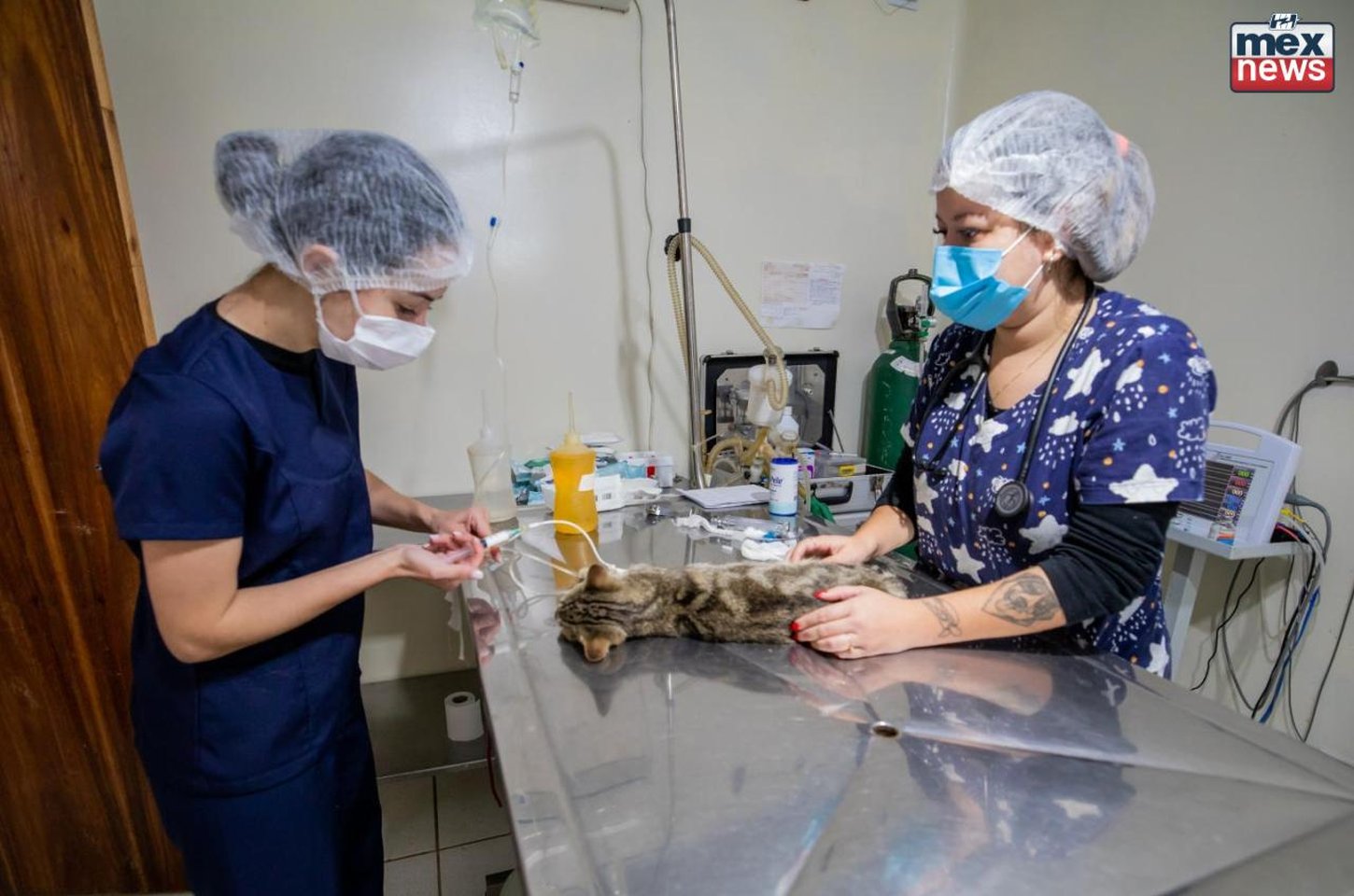 Apucarana amplia mutirões de castração de gatos