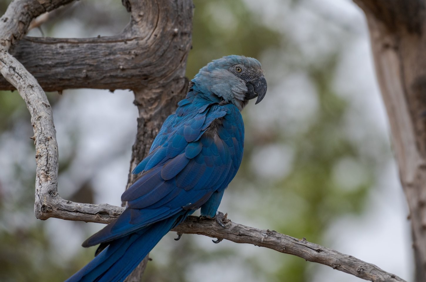 Ararinhas-azuis repatriadas testam positivo para doença fatal