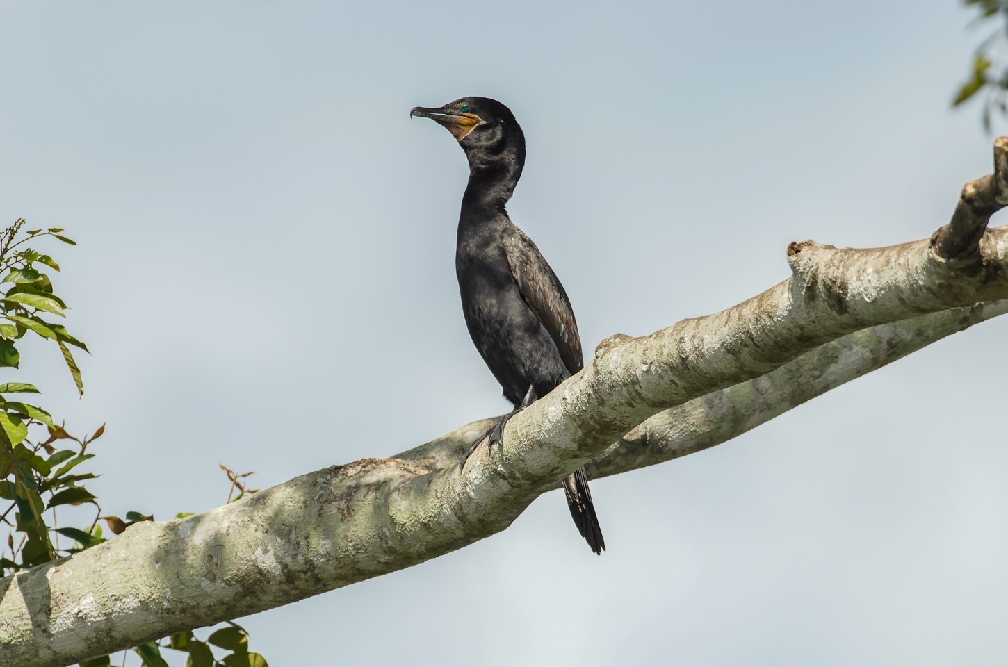 Atlas mapeia rotas de aves migratórias das Américas para auxiliar conservação