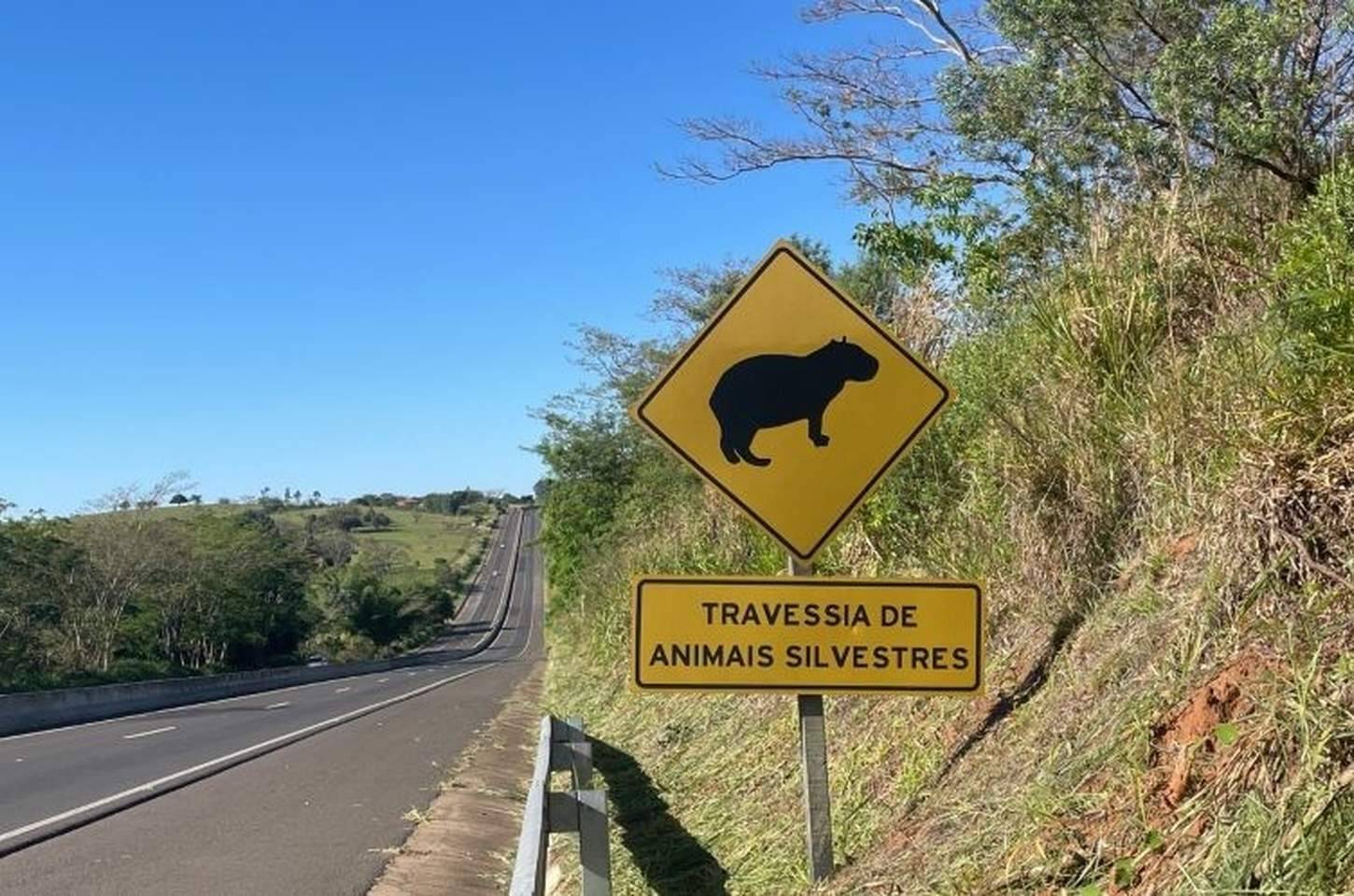Atropelamentos de animais silvestres caem 3,1% nas rodovias paulistas