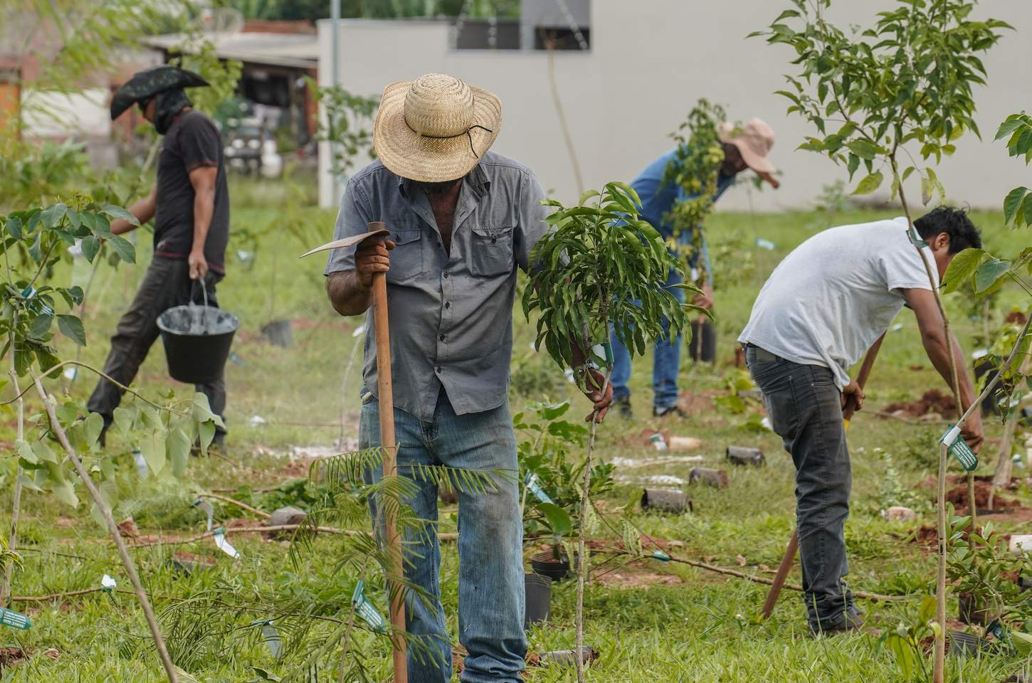 Banco do Brasil neutraliza emissões de carbono da COP15 em Campo Grande