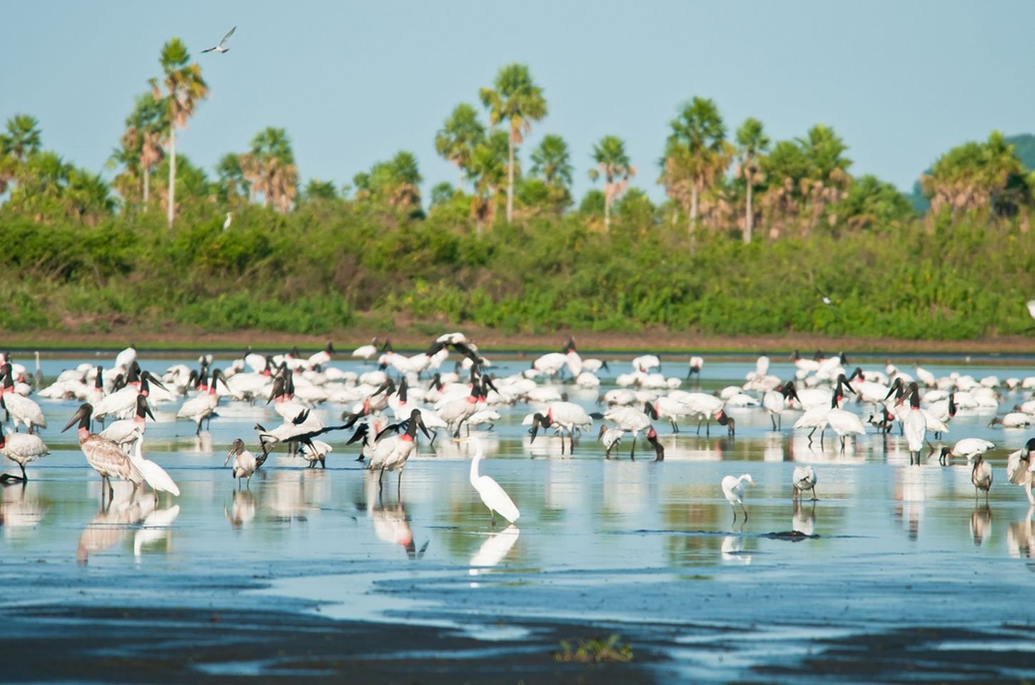 Brasil amplia áreas protegidas no Pantanal e cria nova reserva no Cerrado