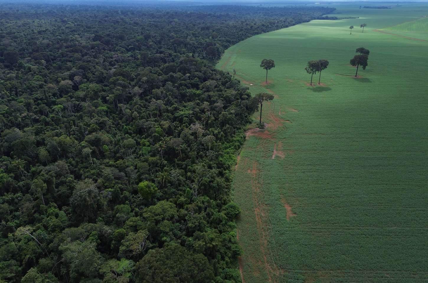 Brasil reduz perda de florestas em 42% em 2025, aponta Global Forest Watch
