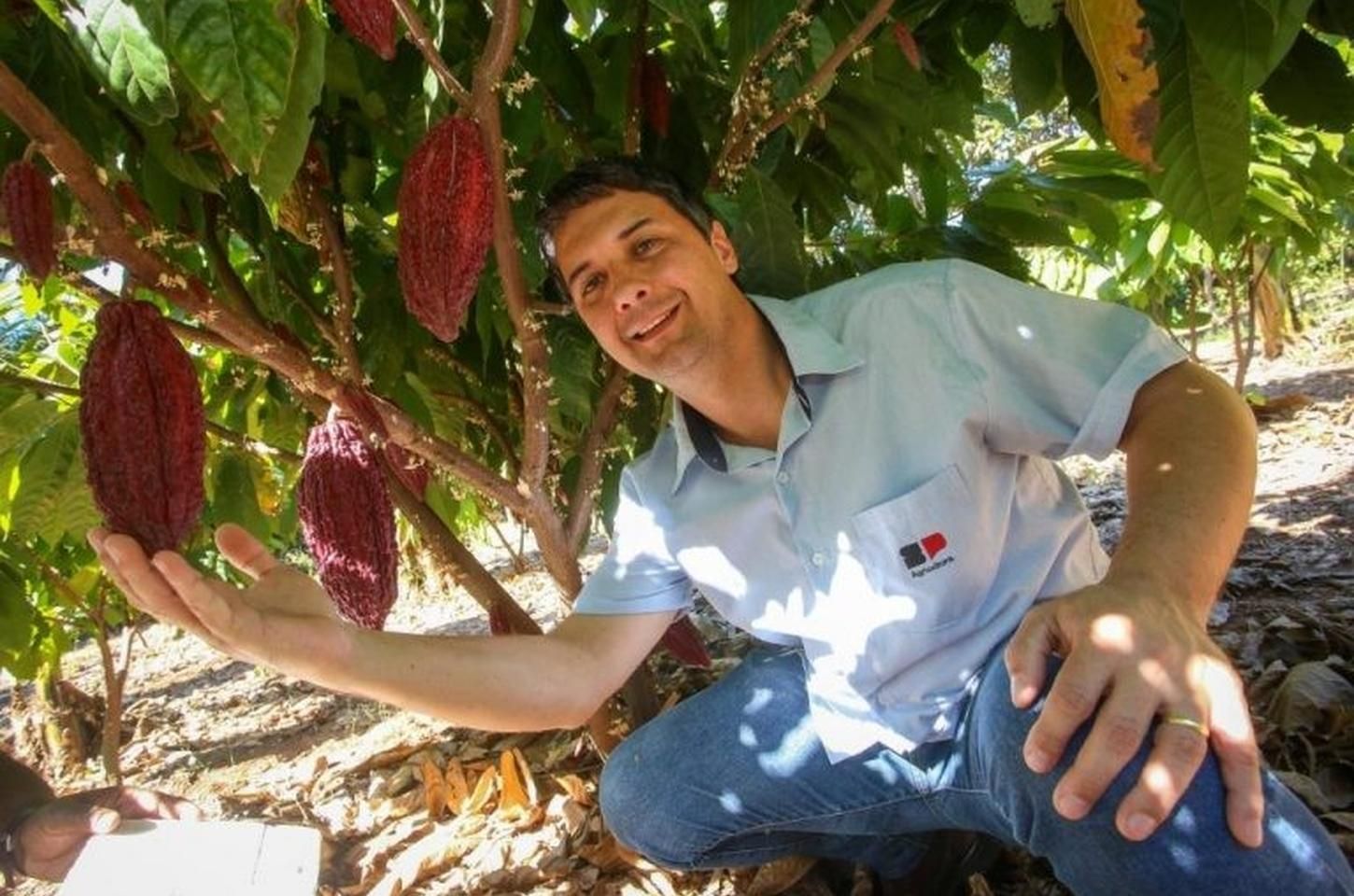 Cacau paulista: do plantio ao chocolate premium, uma cultura em expansão