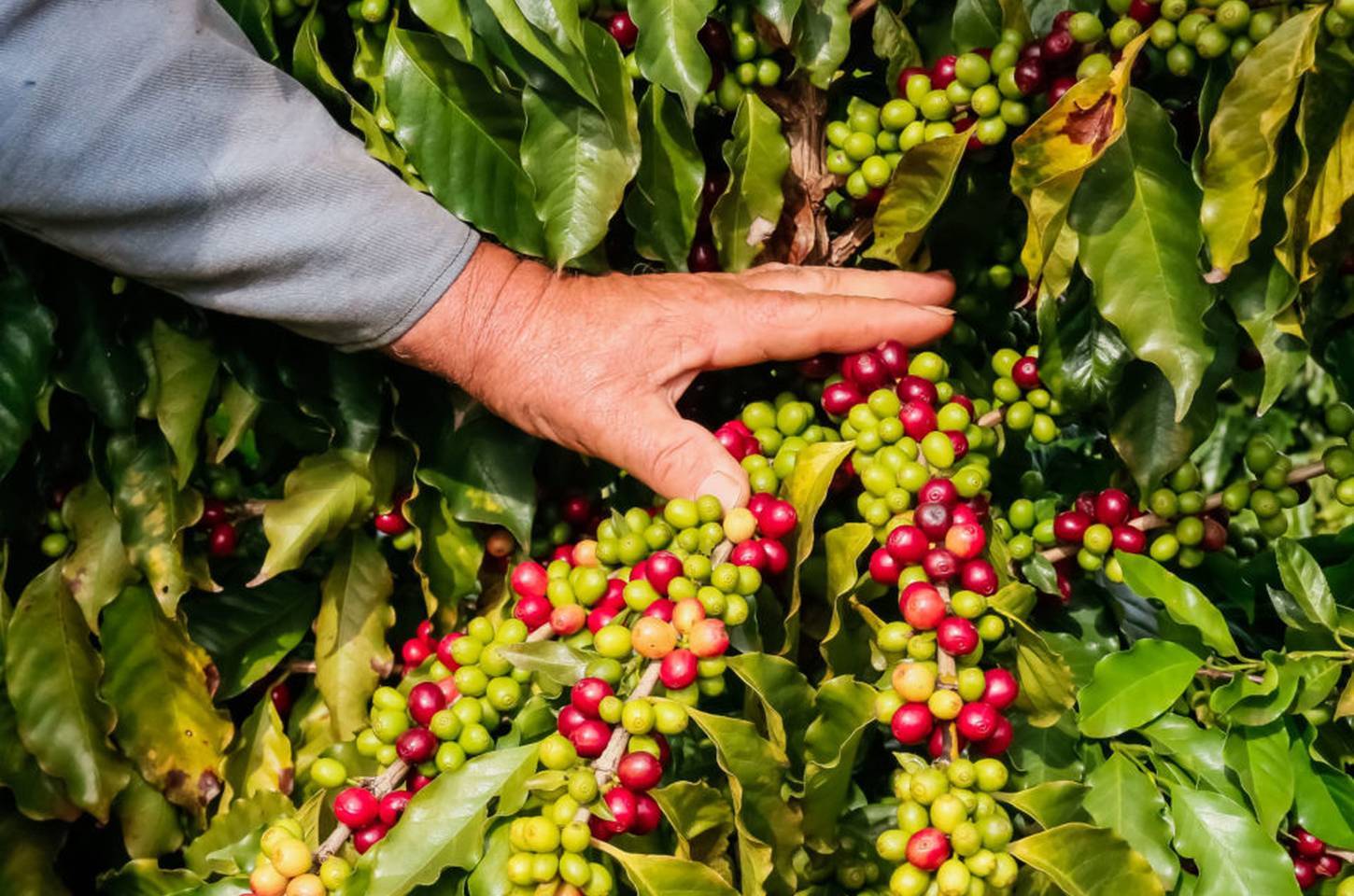 Café da Serra de Apucarana conquista selo de Indicação Geográfica
