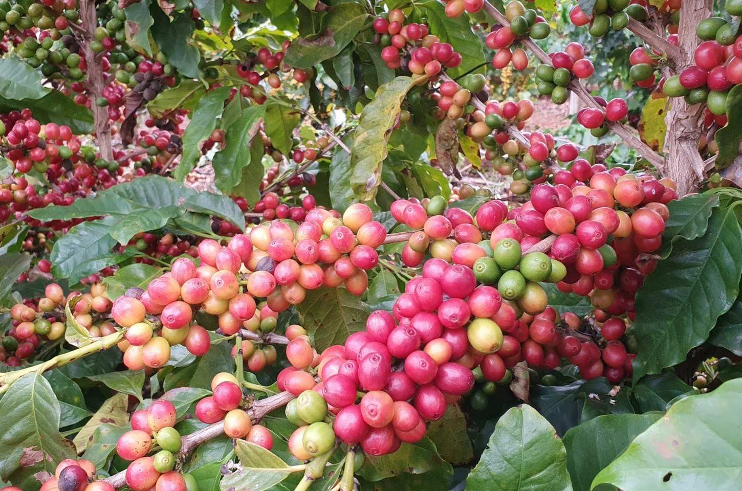 Café paranaense ganha centro sensorial no Show Rural Coopavel 2026