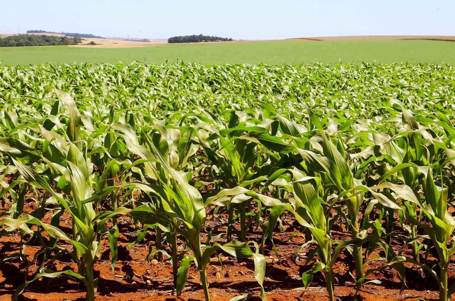 Calor intenso e chuvas irregulares marcam semana no Paraná