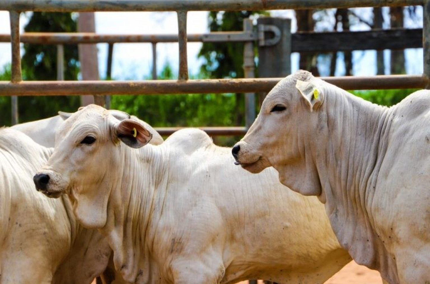 Campanha de vacinação contra Brucelose em SP agora é anual