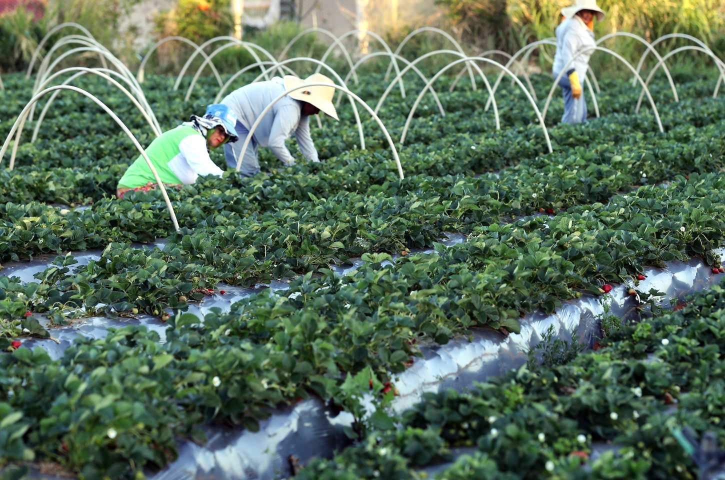 Canal Gov estreia programa sobre agricultura familiar no sábado
