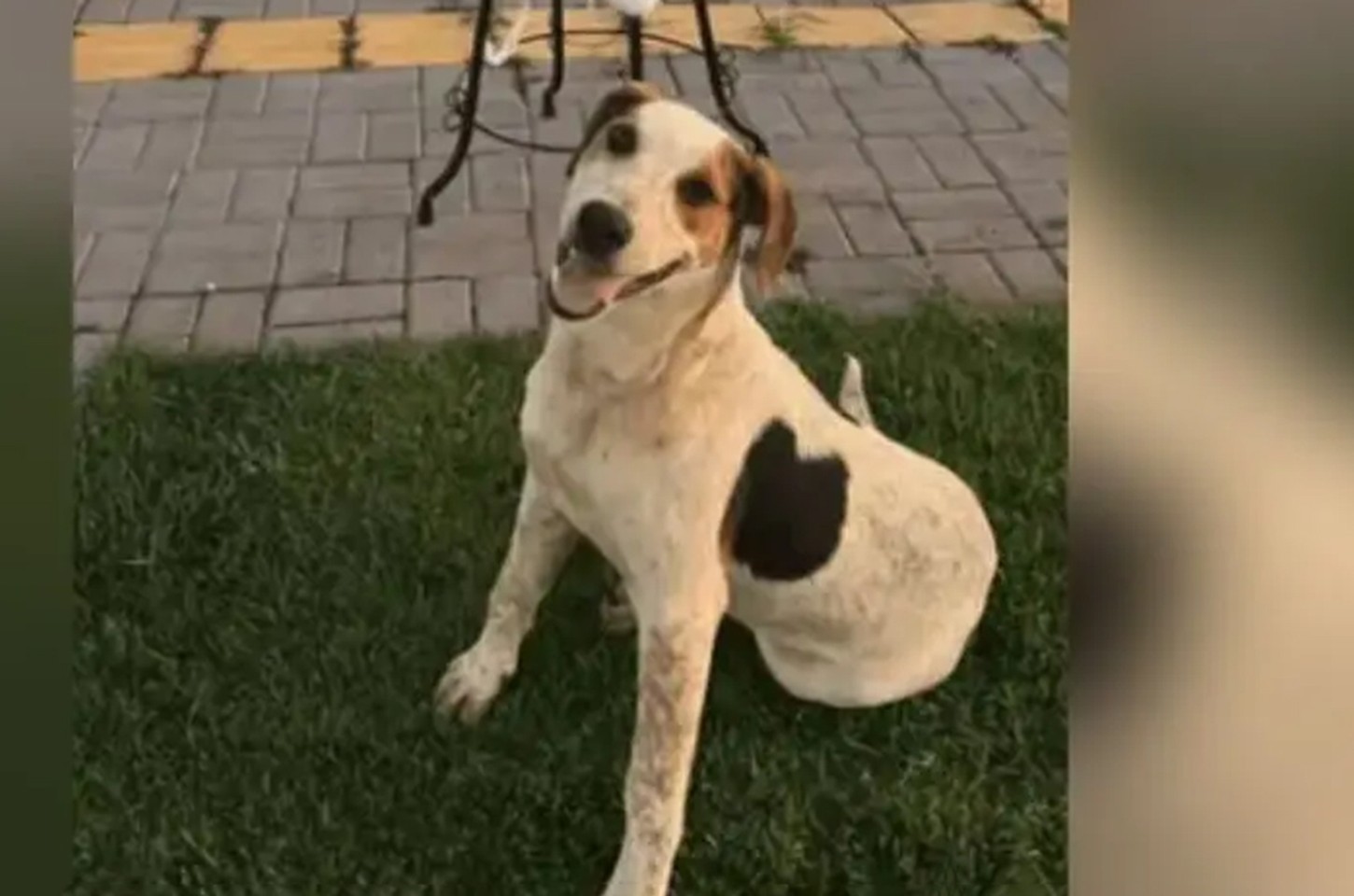 Cão comunitário Abacate é morto a tiros em Toledo, no Paraná
