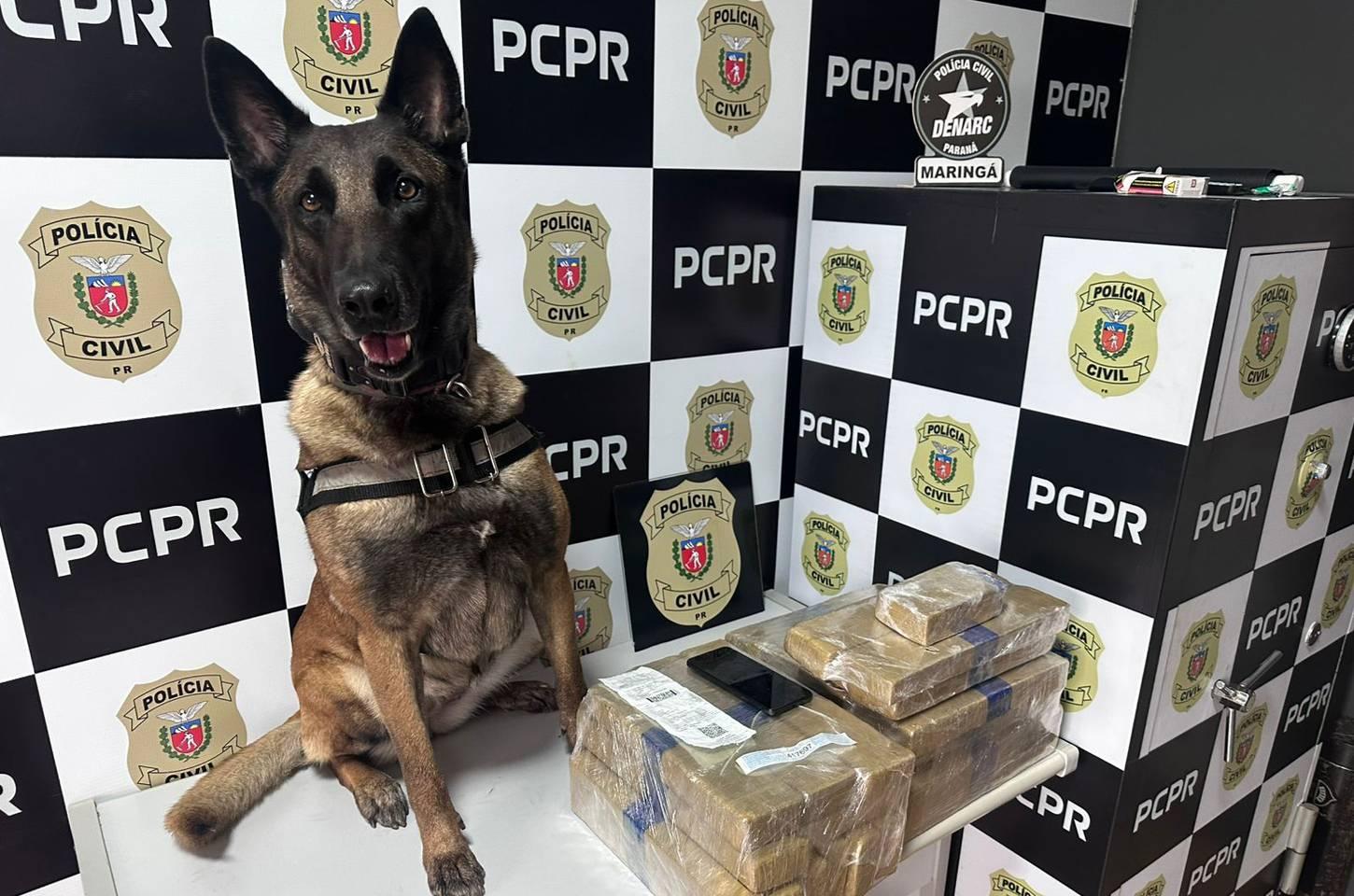 Cão de faro vira herói em flagrante de tráfico de drogas no Paraná