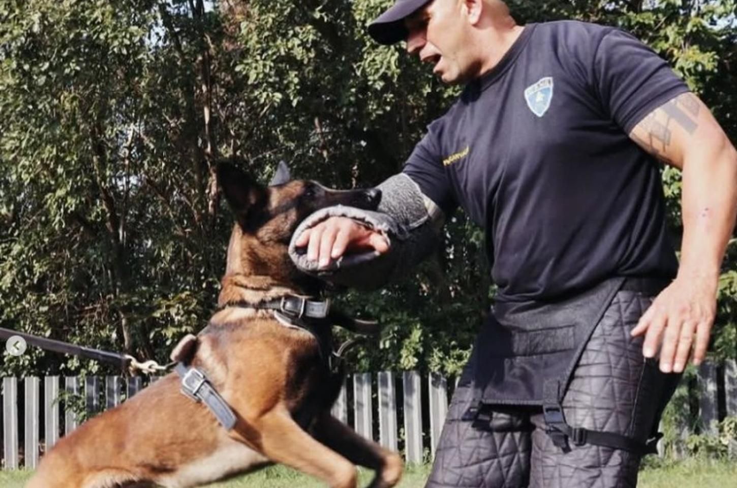 Cão farejador Dick encontra 24 kg de drogas em operação em Cubatão