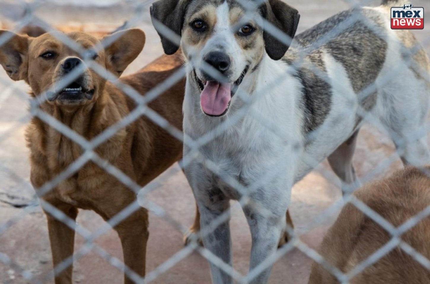 Cão vítima de maus-tratos é resgatado em Apucarana