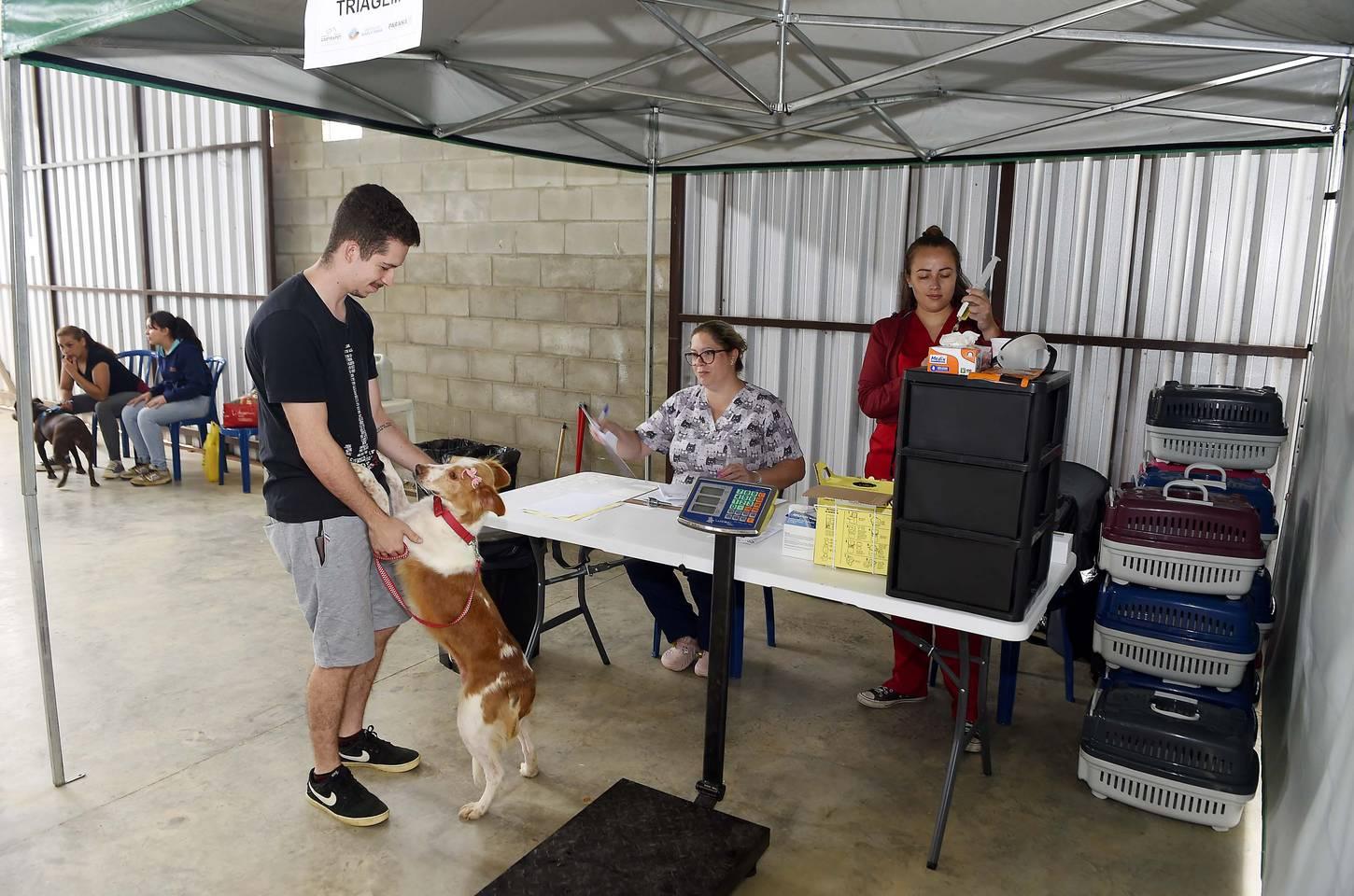 Castração gratuita de pets leva saúde e conscientização ao Paraná