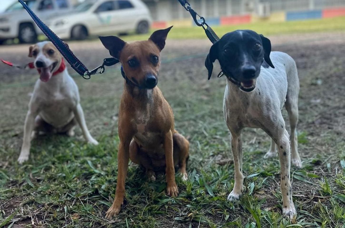 CastraPet Paraná inicia agenda de fevereiro com ações em 42 municípios