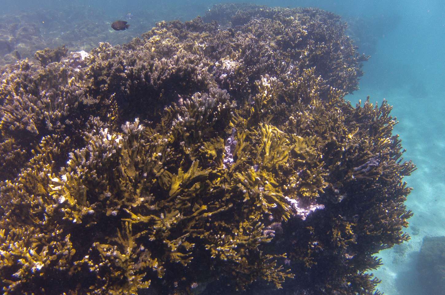 Coalizão Corais do Brasil é lançada na COP30 para proteger recifes