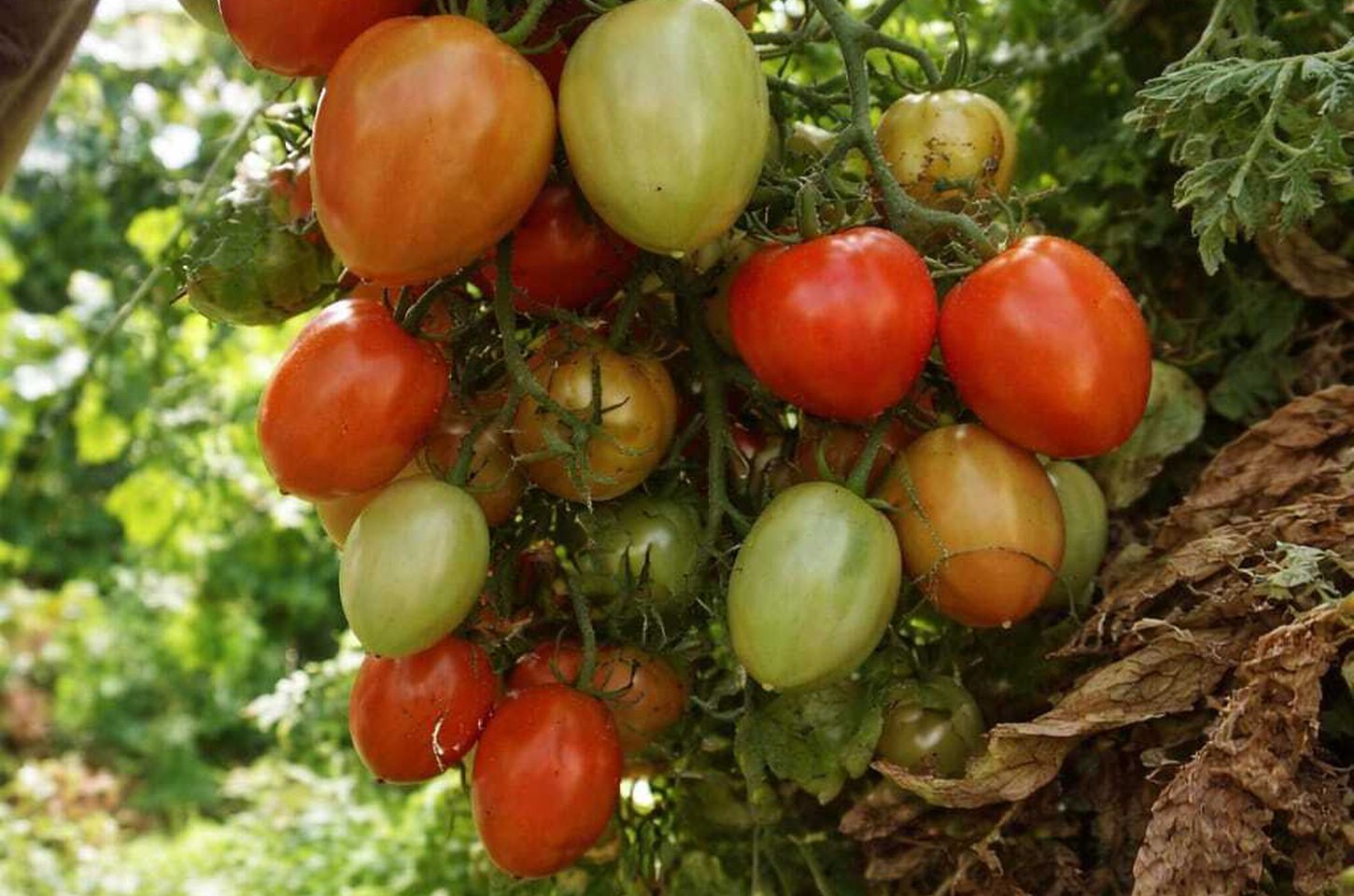 Colheita extraordinária de tomates em Maria Helena bate recordes