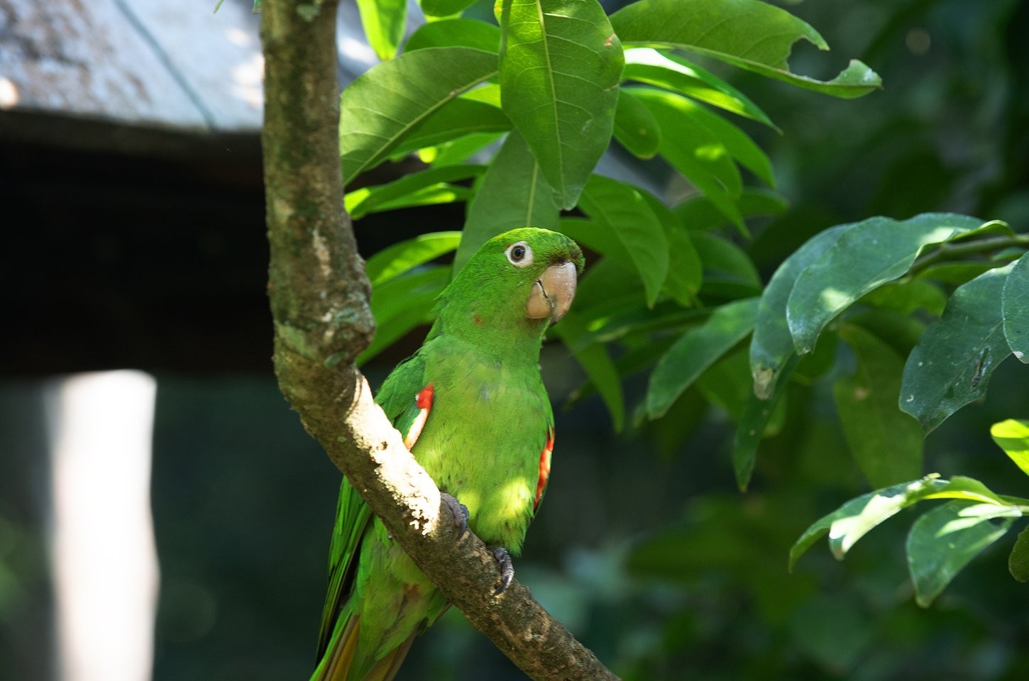 Como ter um animal silvestre legalmente no Paraná
