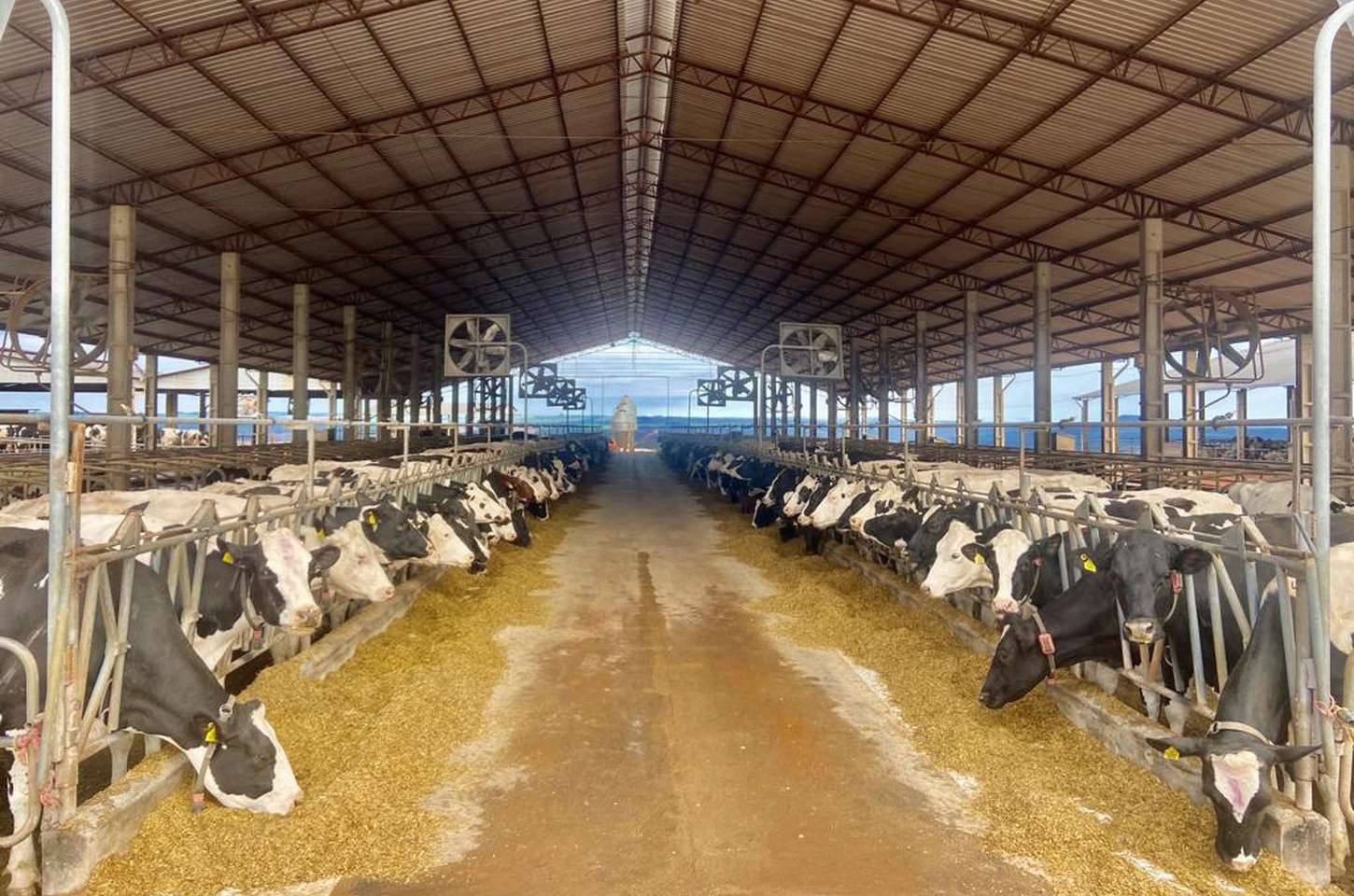 Crédito do BRDE impulsiona pecuária leiteira no Paraná com R$ 164,5 milhões