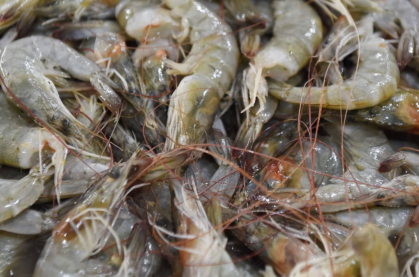 Defeso do camarão começa no Paraná com proibição de pesca até abril