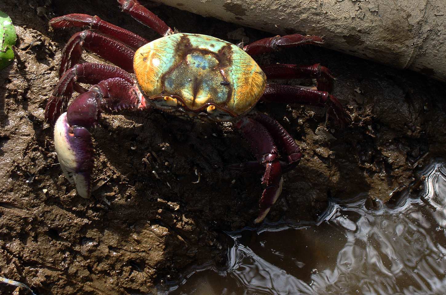 Defeso do caranguejo-uçá em 2026: calendário já está definido