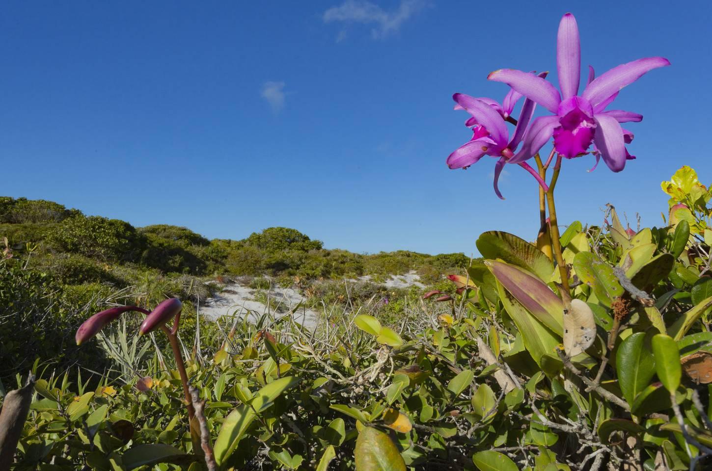 Desmatamento cai na maioria dos biomas brasileiros em 2024