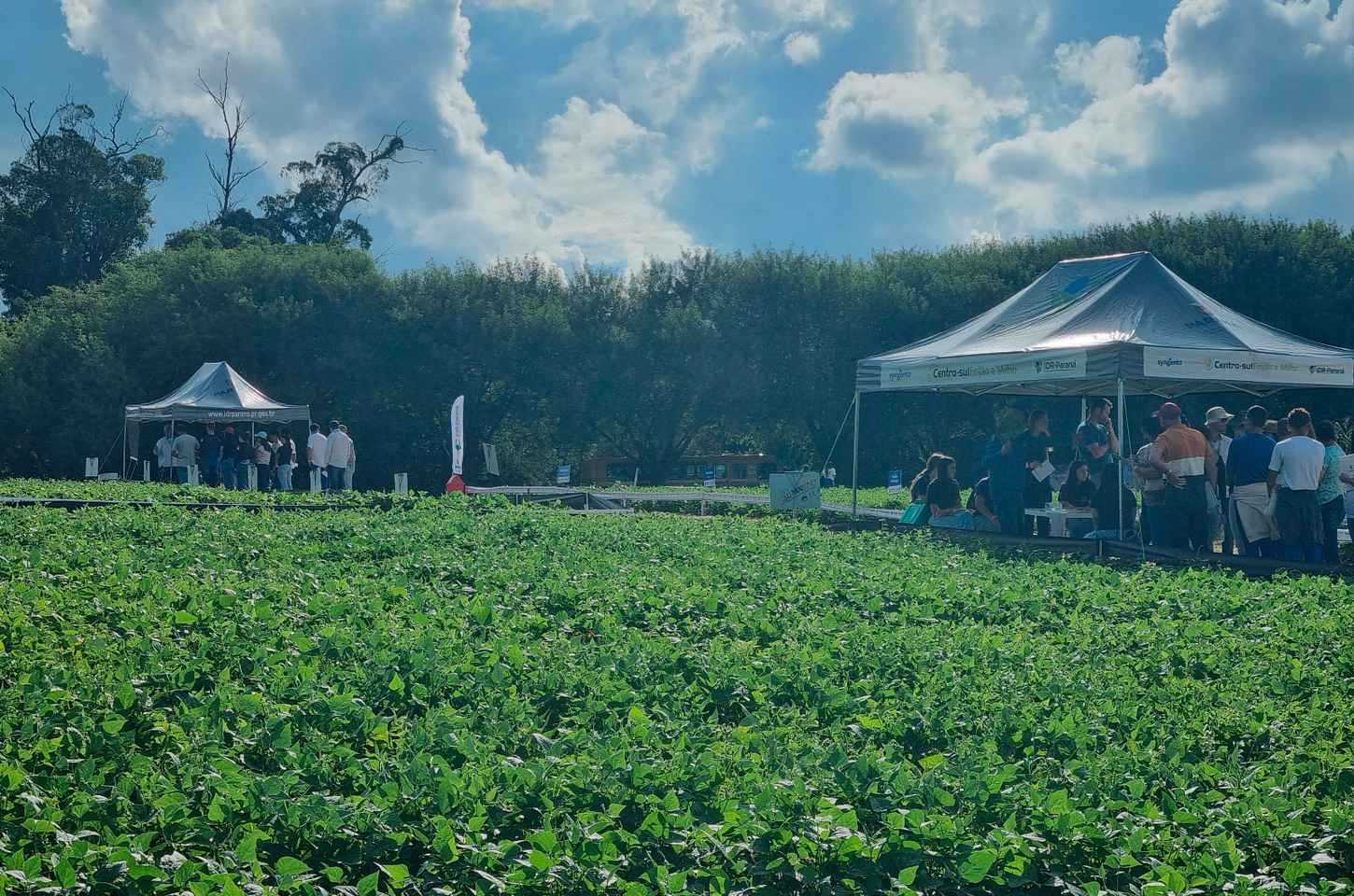 Dia de campo reúne 400 produtores em Ponta Grossa para discutir inovação no feijão