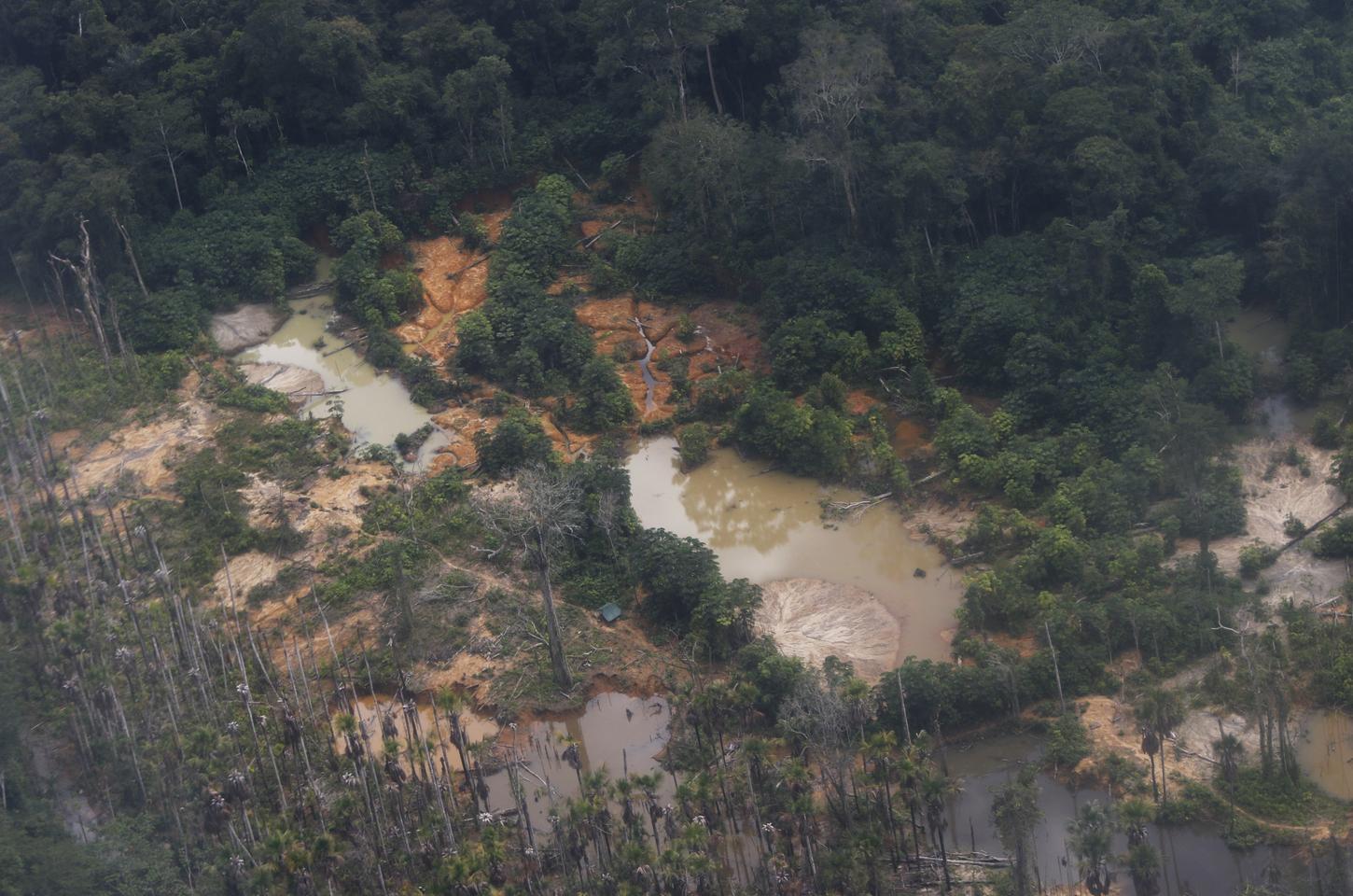 Edital Floresta Viva é prorrogado e recebe propostas até fevereiro