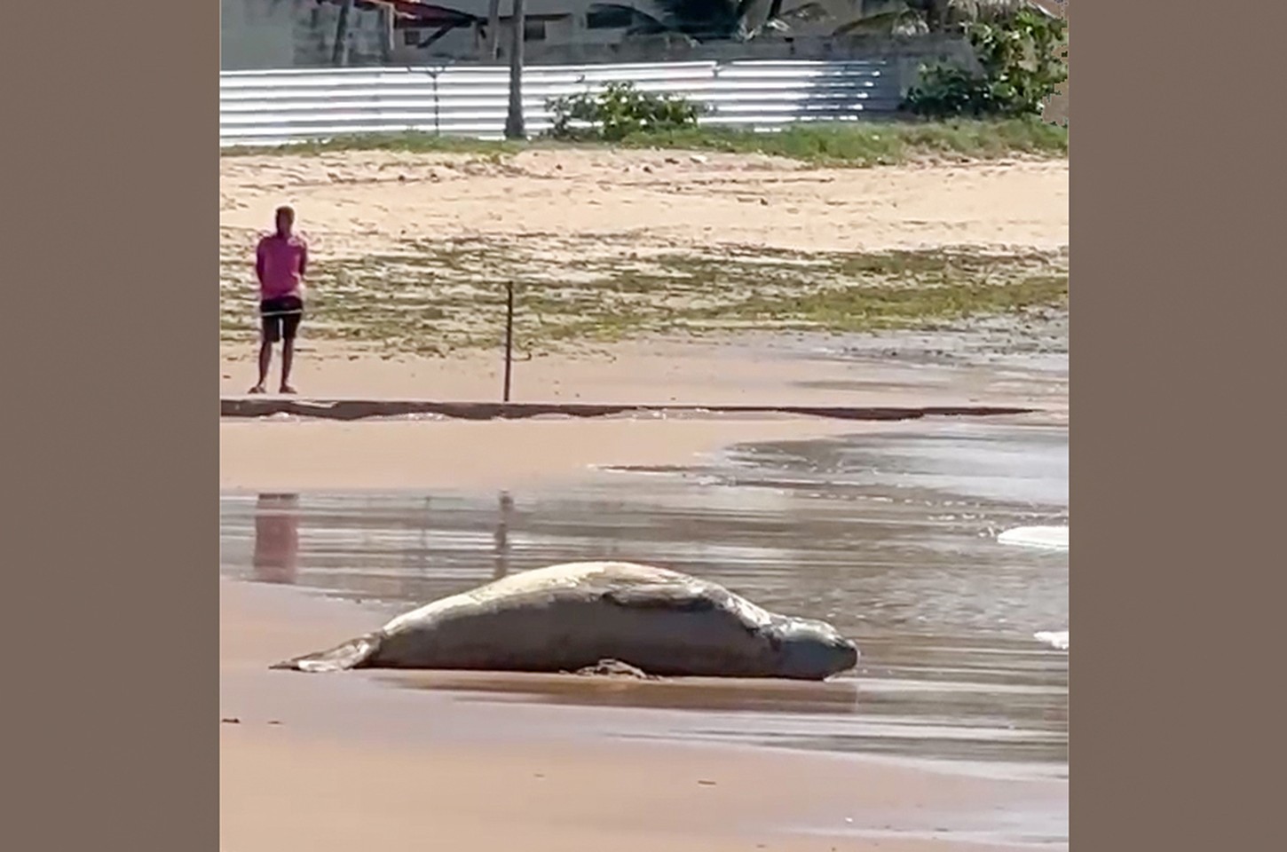 Elefante-marinho Leôncio é encontrado morto no litoral de Alagoas