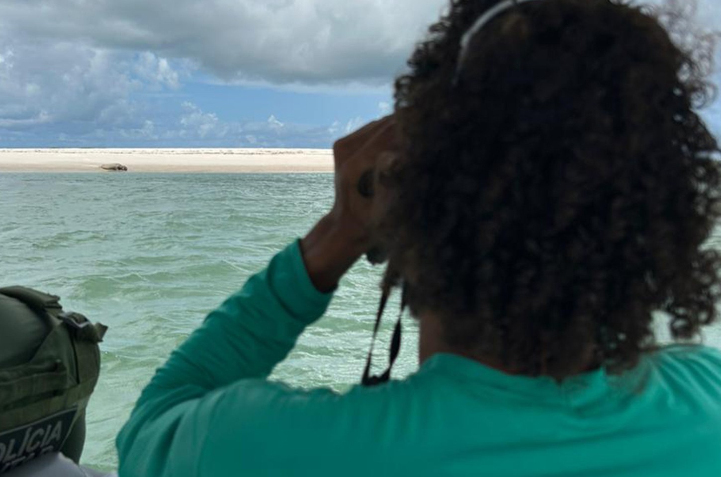 Elefante-marinho Leôncio reaparece no litoral de Alagoas após sumiço