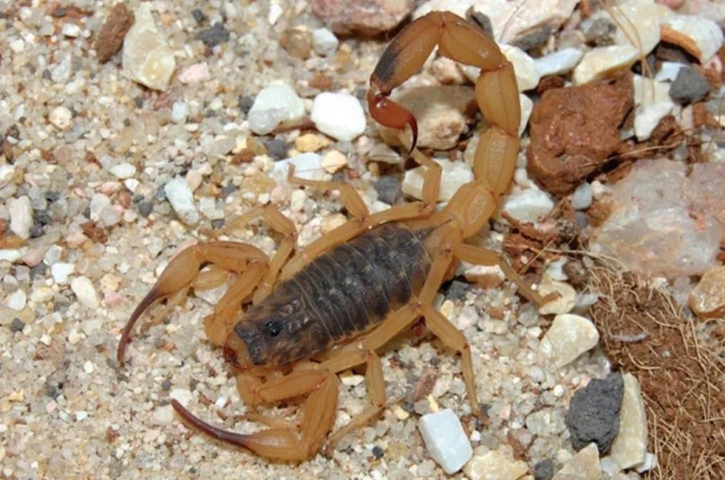 Escorpiões em alta: acidentes aumentam 230% em uma década no Brasil