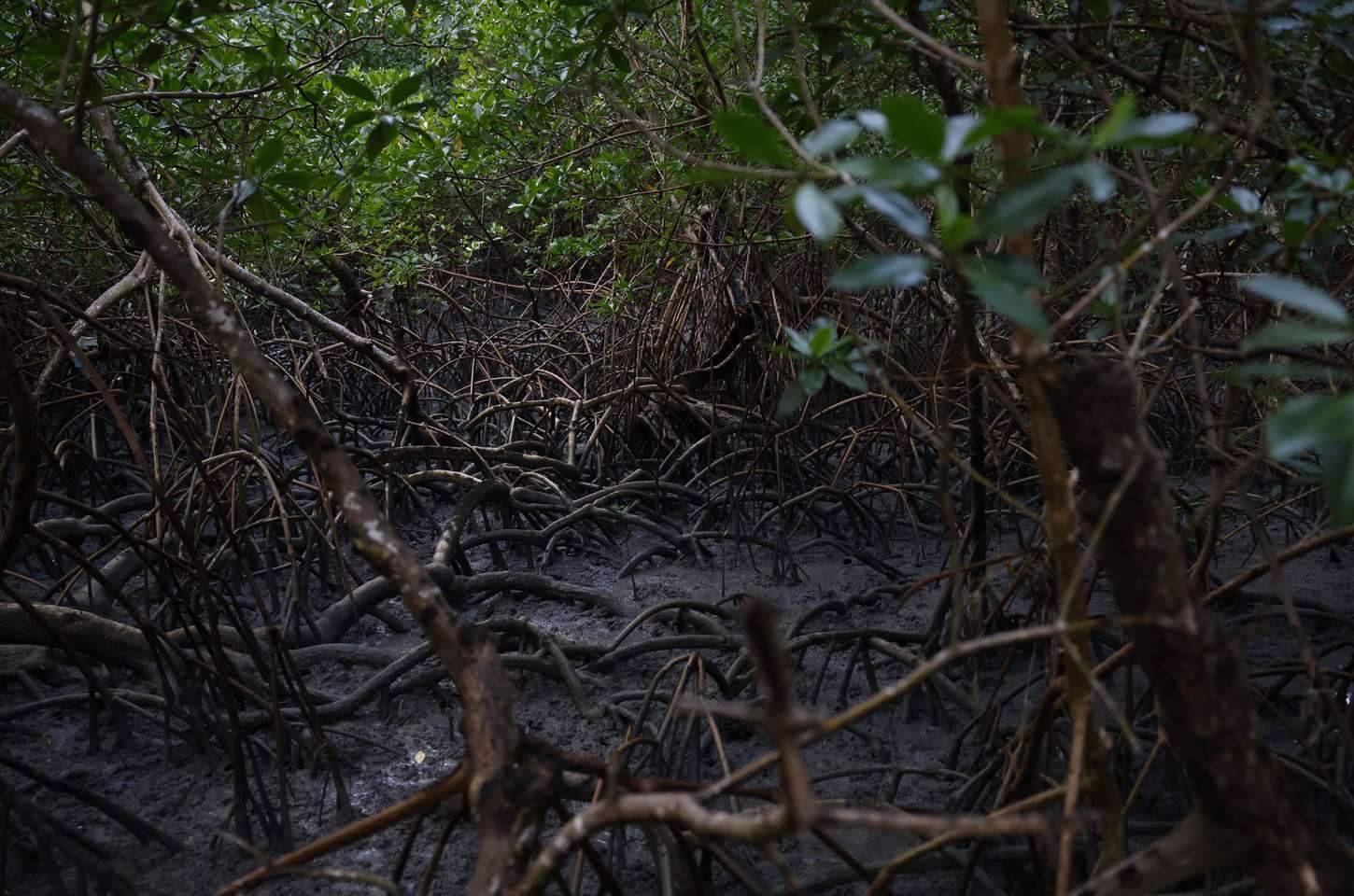 Estados brasileiros aderem a pacto global para proteger manguezais