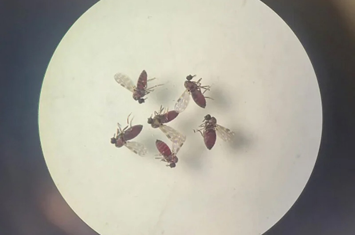 Estudo brasileiro ajuda a diferenciar sintomas de febre do Oropouche e dengue