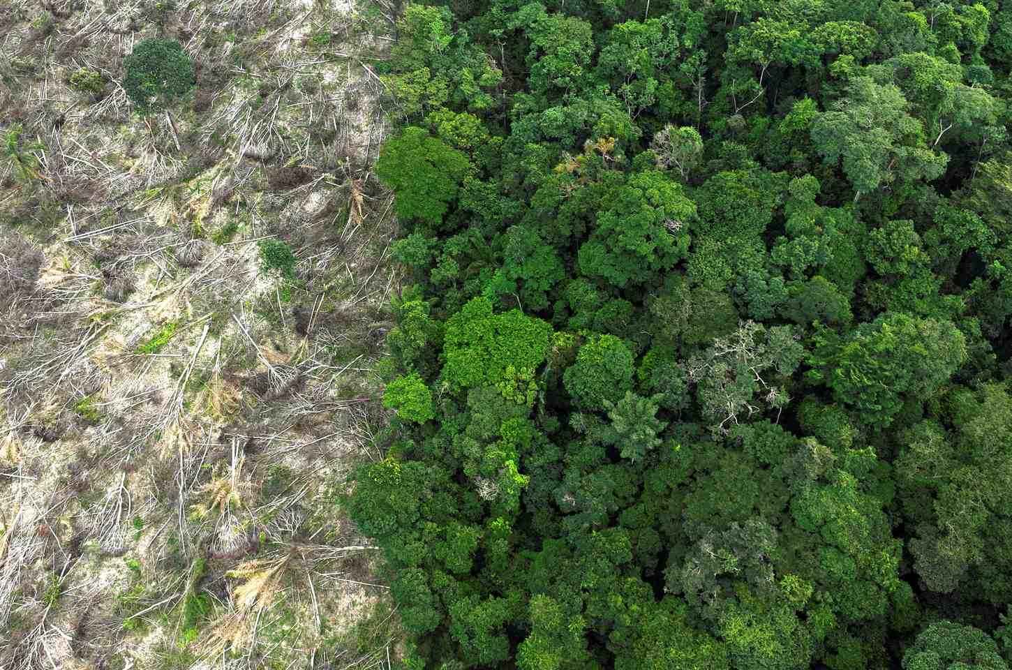 Exploração ilegal de madeira atinge 62% da área no Amazonas