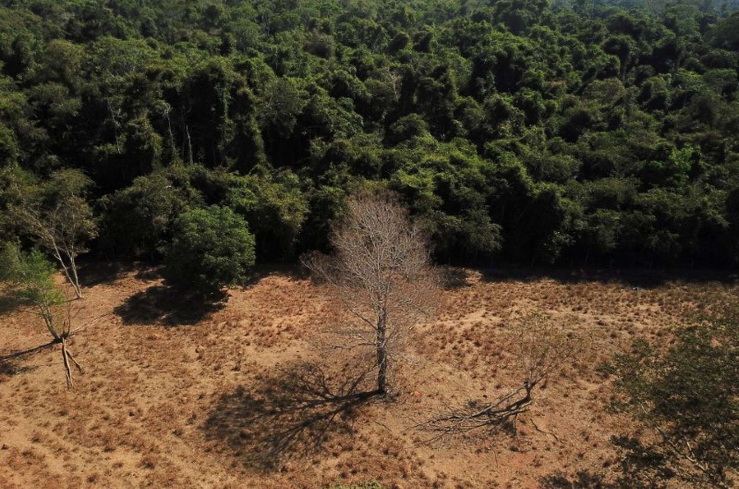 Floresta amazônica se recupera de queimadas, mas fica mais vulnerável
