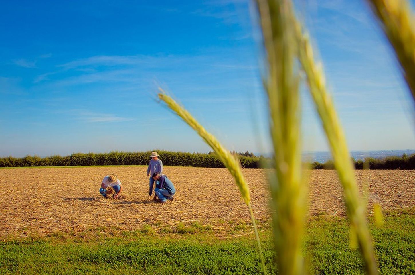 Fundação Araucária leva ciência e inovação ao Show Rural Coopavel