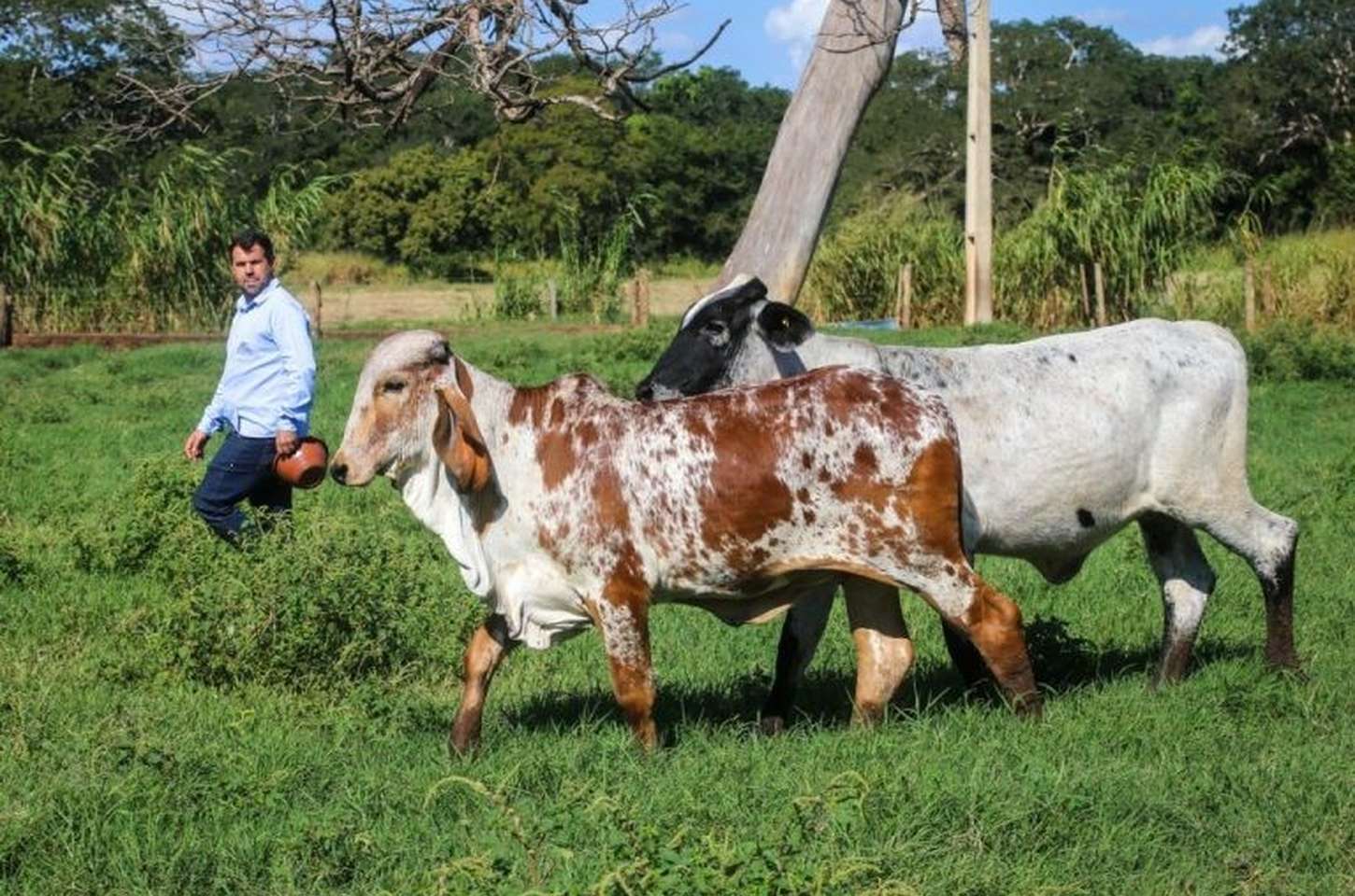 Fundo de Defesa da Sanidade Pecuária de SP protege produtores e abre portas para mercados internacionais