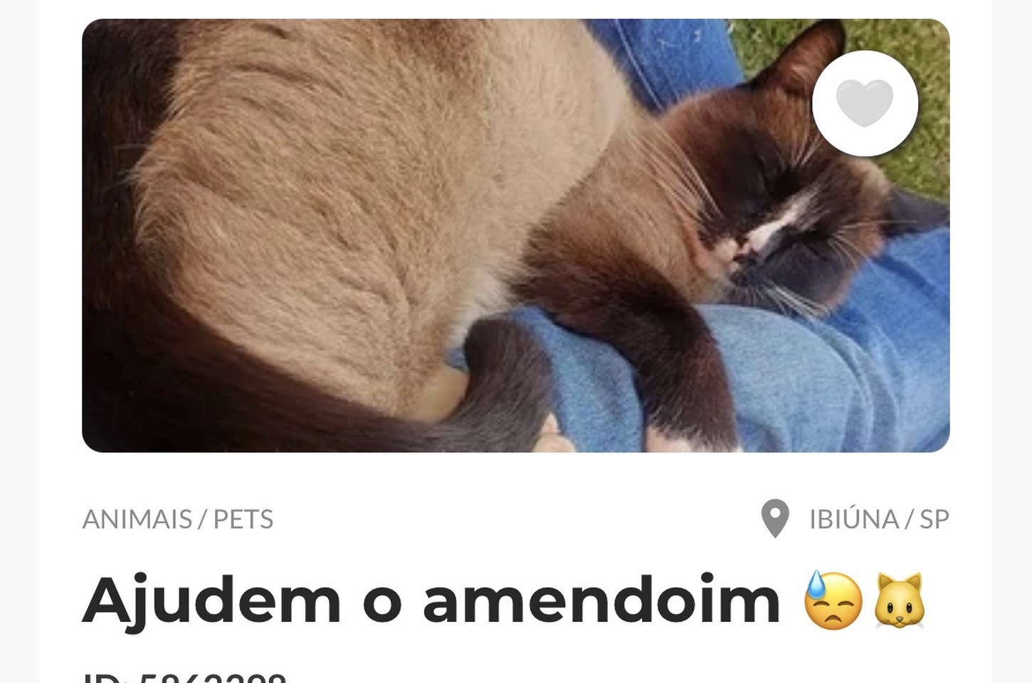 Gatinho de Ibiúna precisa de ajuda para tratamento de emergência