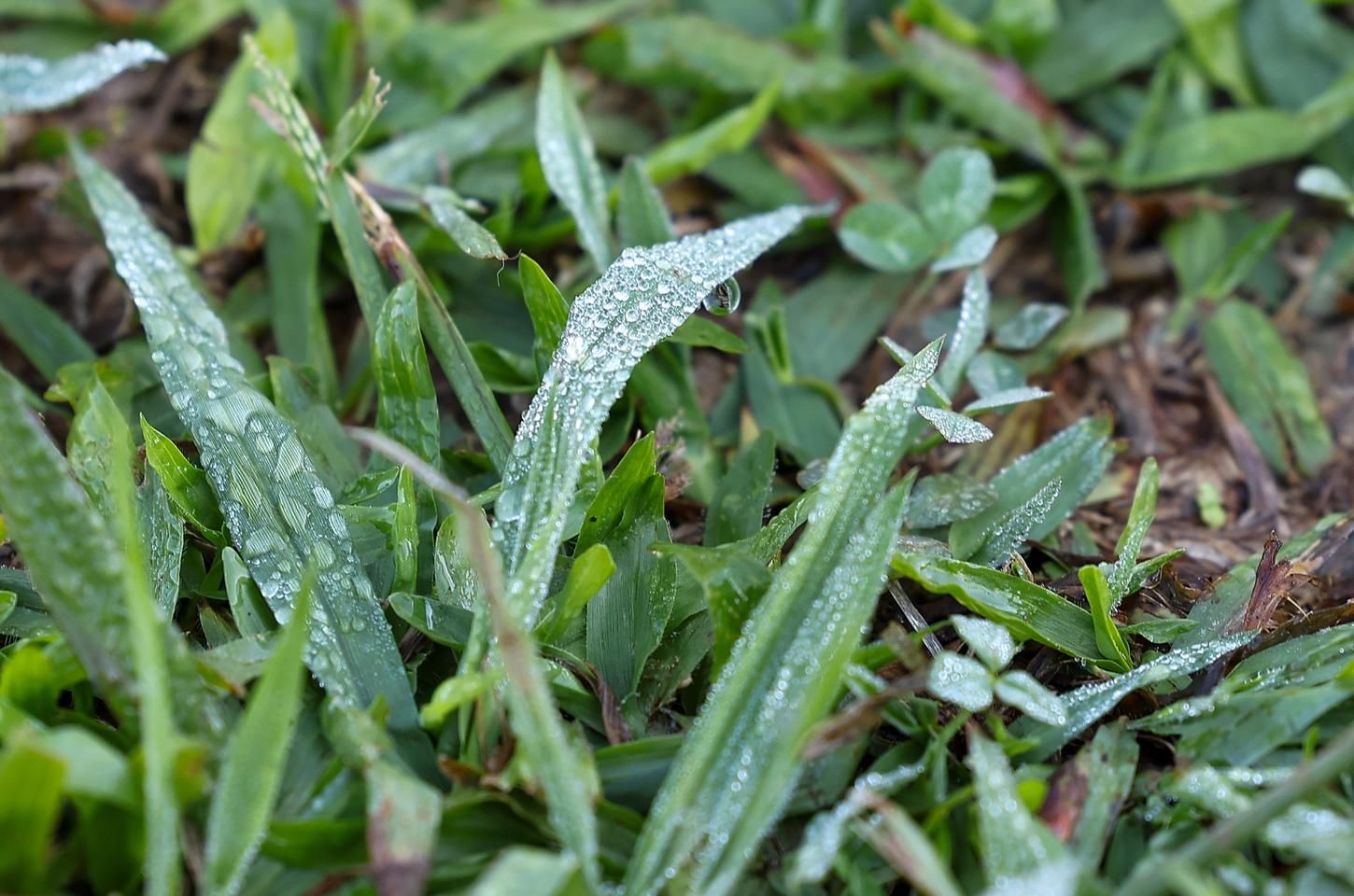 Geada e frio intenso marcam início da semana no Paraná após temporais