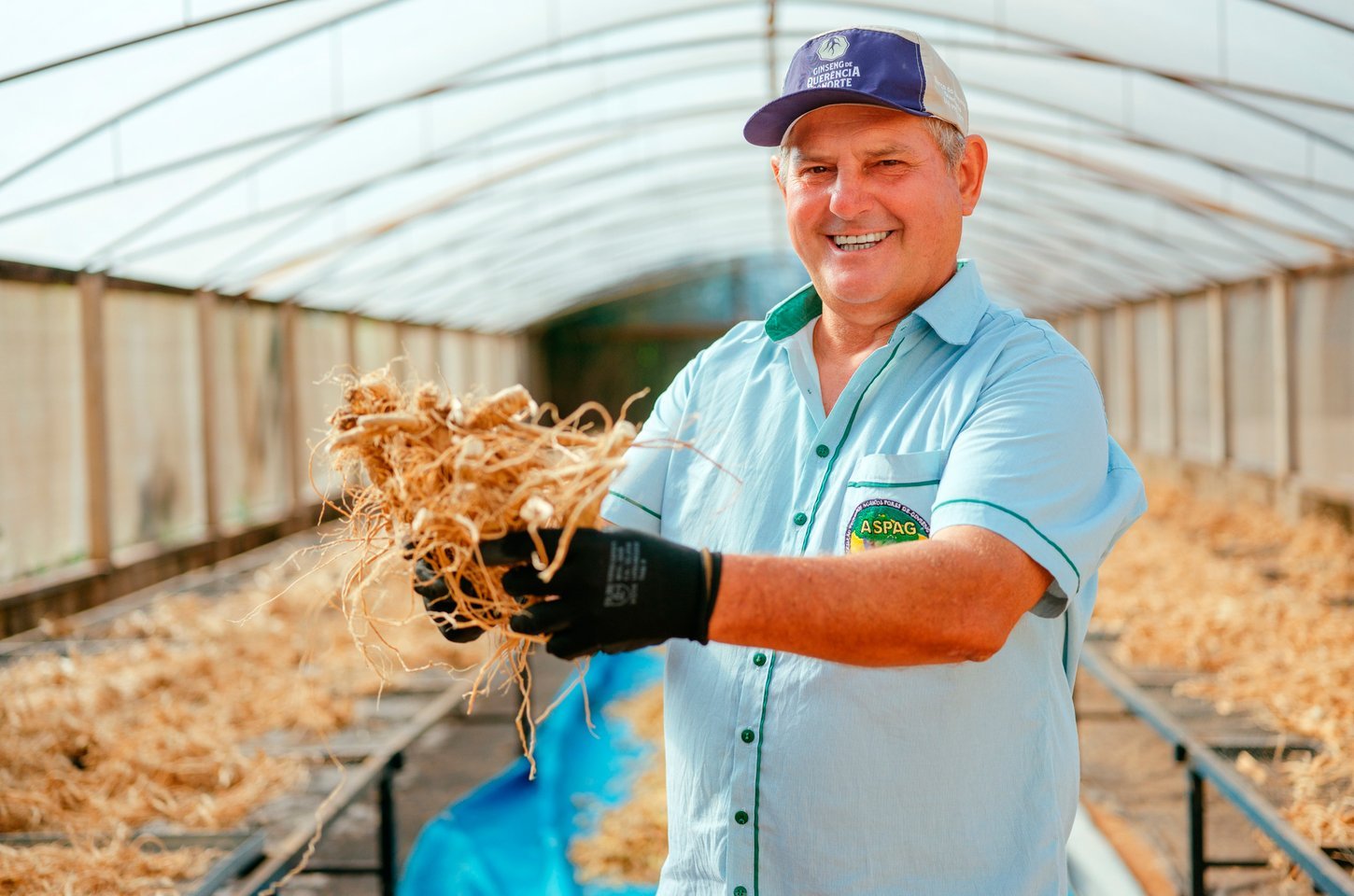 Ginseng de Querência do Norte conquista Indicação Geográfica e amplia liderança do Paraná