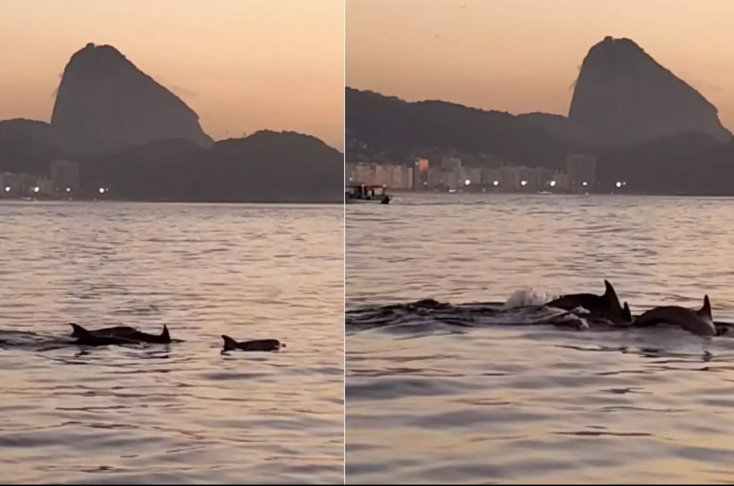 Golfinhos surpreendem banhistas na Praia do Arpoador no Rio