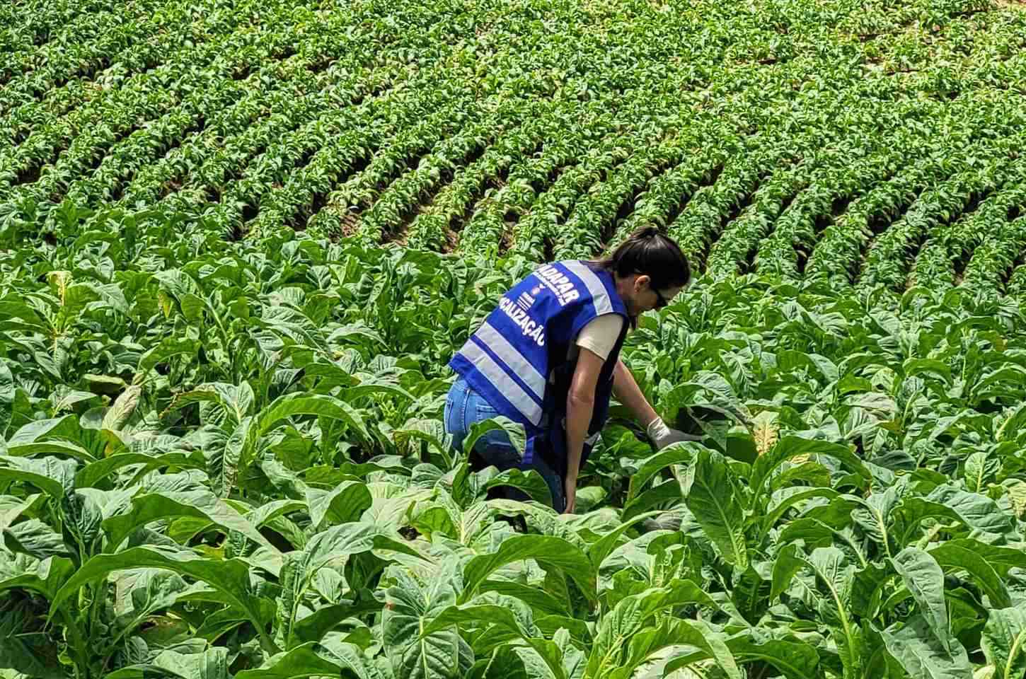 Governador do Paraná envia projeto de lei para reestruturar carreira da Adapar