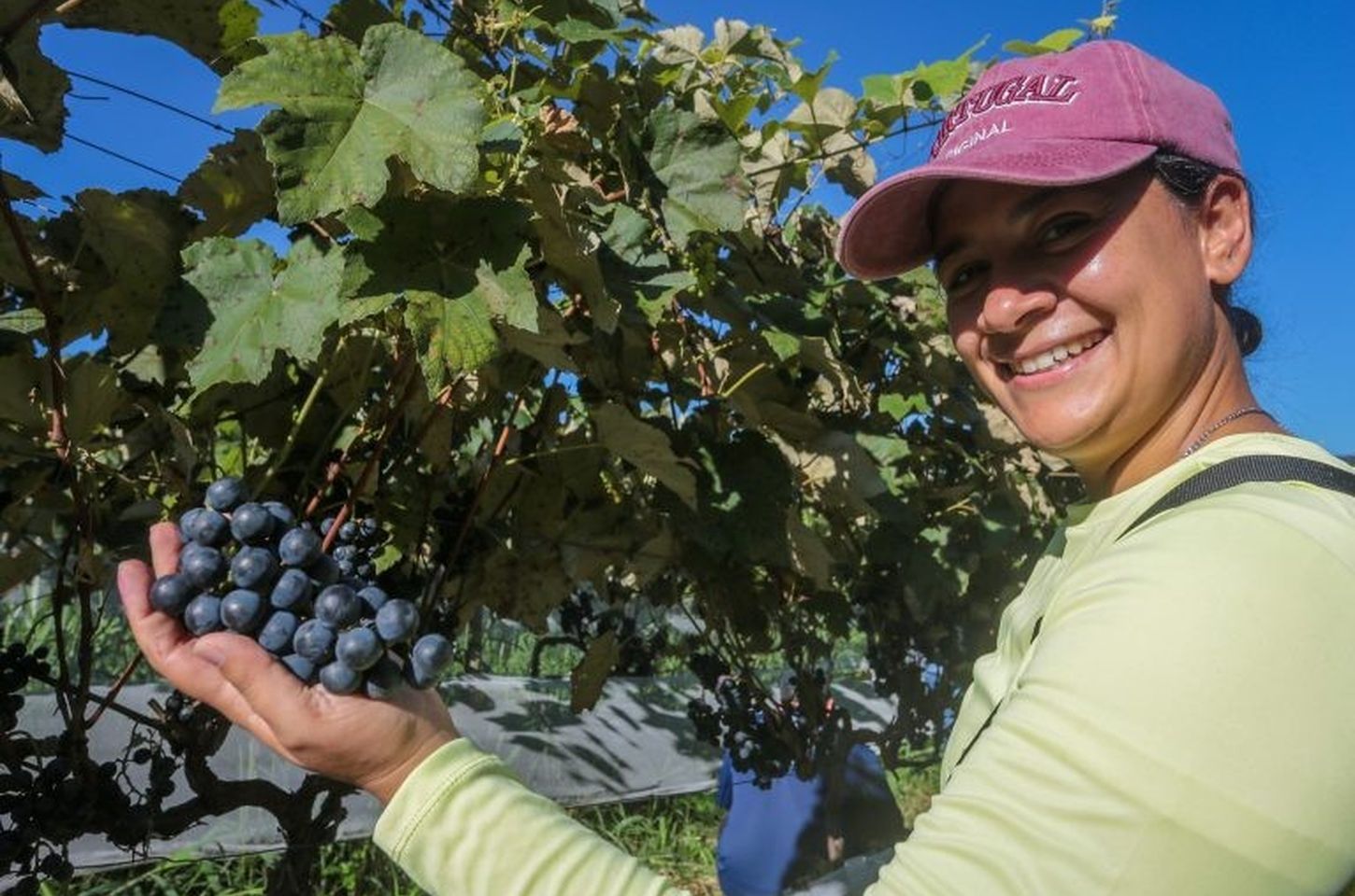 Governo de SP cria Câmara Temática para ampliar protagonismo feminino no agronegócio