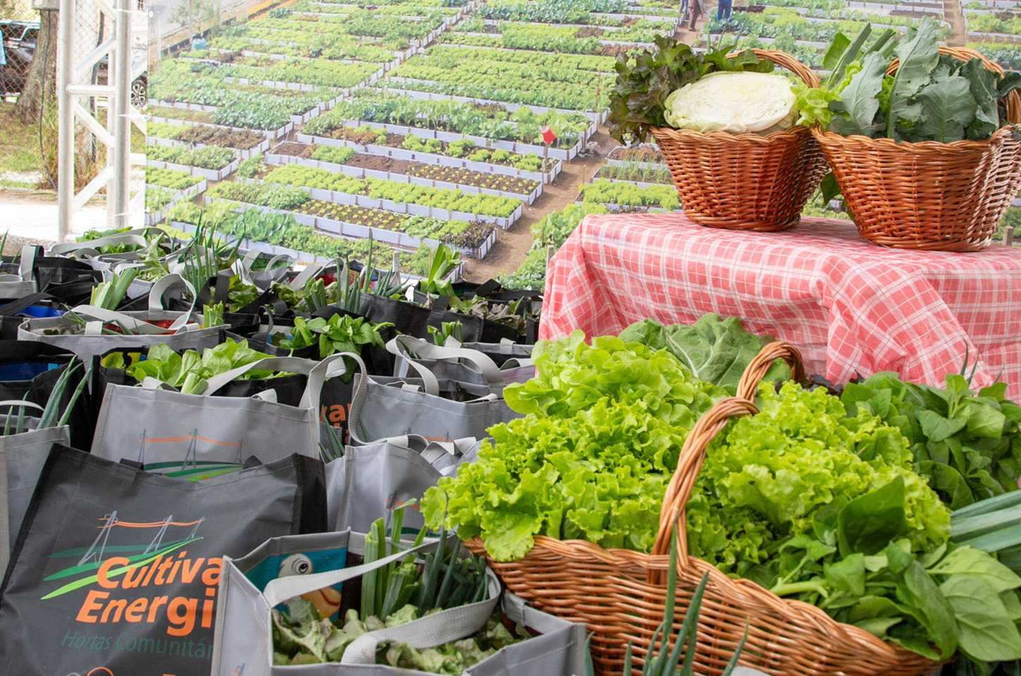 Hortas urbanas florescem sob linhas de energia no Paraná